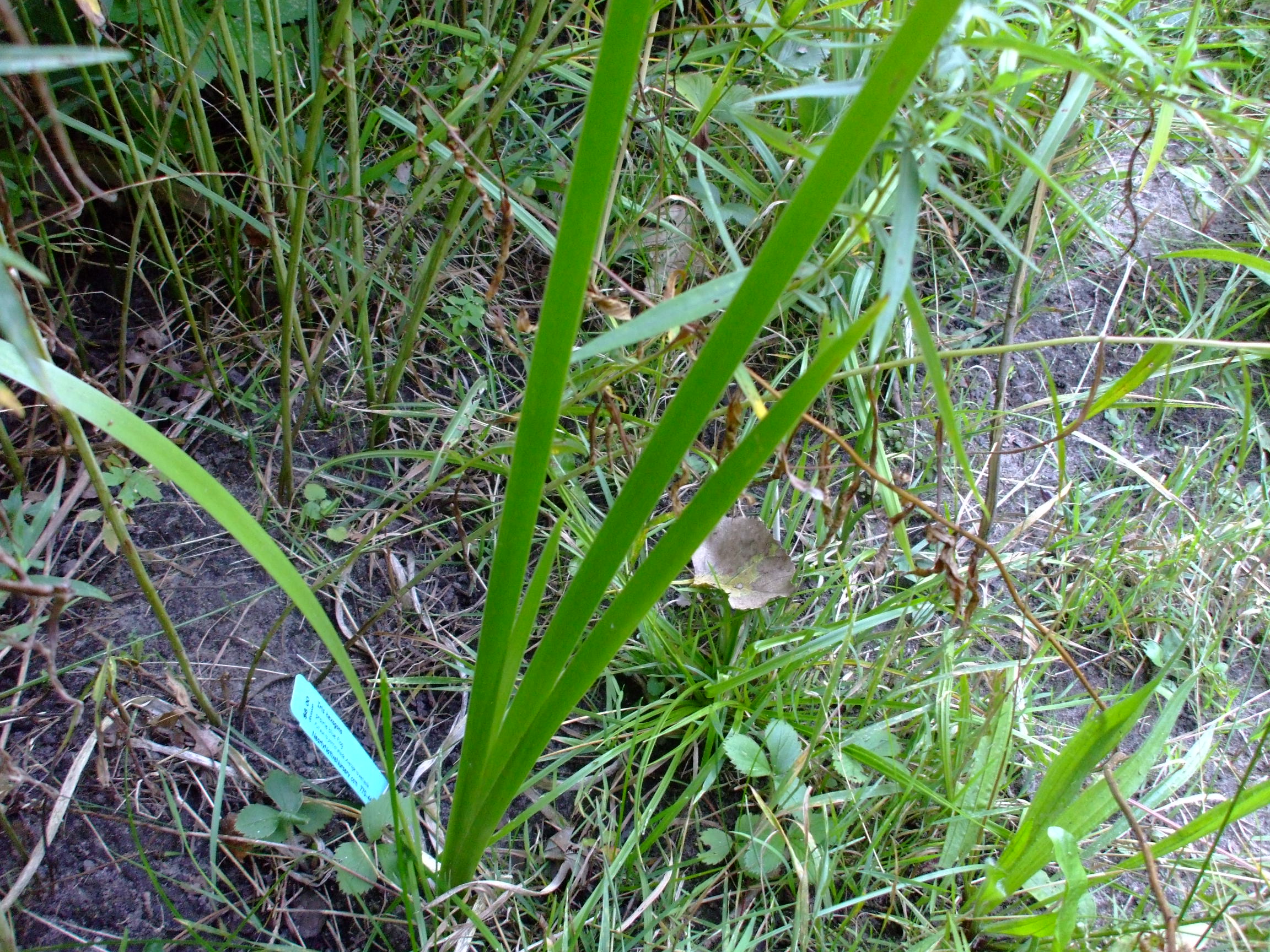 Iris hexagona